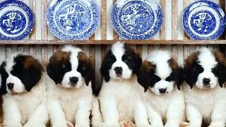 Noua catelusi de Saint-Bernard, expusi la un muzeu din Elvetia
