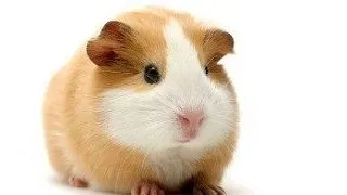 Cum ingrijim porcusorul de Guineea?