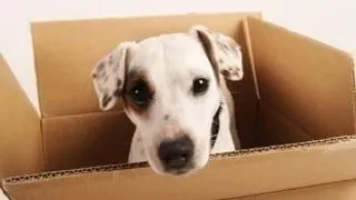 Iubitor de animale - cum eviti certurile cu vecinii?