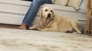 Animalele din casa - cum scapam de pete si miros?