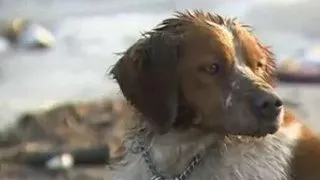 Mii de animale raman orfane, in urma tsunami-ului din Japonia (video)