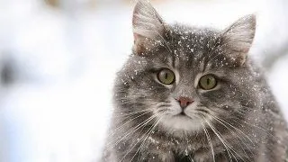 Problema animalelor fara stapan, rezolvata in stil nemtesc