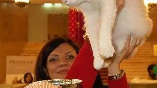 Animale.ro iti recomanda expozitia SofistiCat