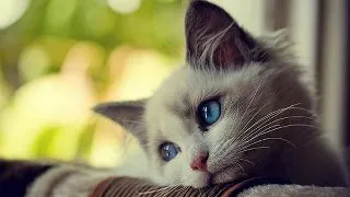 "Mai animalule!" - Insulta si comportamentul fata de animale