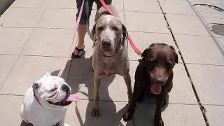De ce sa-ti iei dog-sitter?