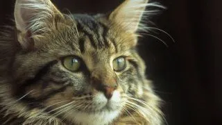 Ingrijirea pisicii maine coon