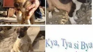 Pisica si anotimpul fierbinte