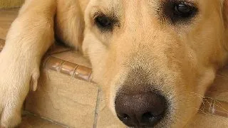 Cum avem grija de un caine traumatizat?