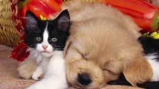 Animalele au sentimente?