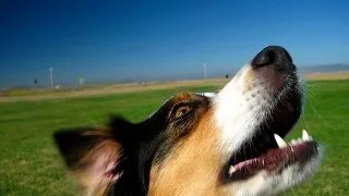 Cum sa calmezi un caine speriat?