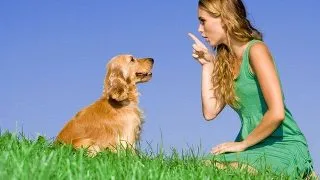 Dresajul canin - erori comune