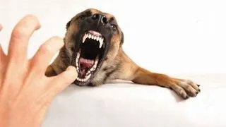 Cum sa opresti doi caini care se lupta?