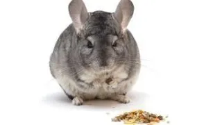 Chinchilla, ingrijire si adapost