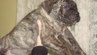 Petitie - Politia Animalelor