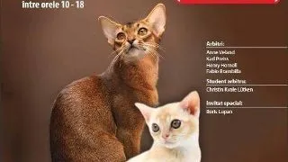 Expozitia Internationala Felina de Toamna - Sofisticat 2011