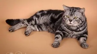 Prima zi a Expozitiei Internationale Feline de Toamna   Sofisticat 2011
