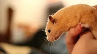 Cum dresezi un hamster