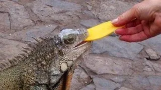 Cum sa-ti hranesti iguana