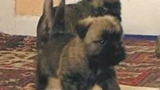 Invata-l sa nu mai faca prin casa