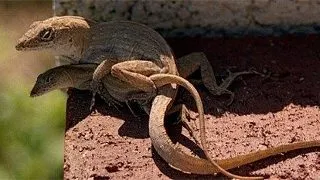Imperecherea soparlelor