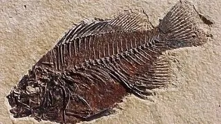 10 adevaruri necunoscute despre aparitia animalelor