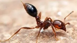Personalitatea determina succesul speciilor invazive
