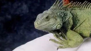 Cum mentii sanatatea unei iguane