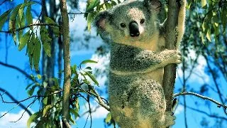 13 detalii necunoscute despre ursii Koala