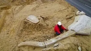 Fosile de balene, descoperite in desertul Atacama