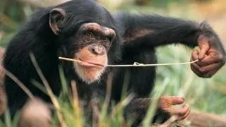 Cimpanzeii prefera alimentatia sanatoasa