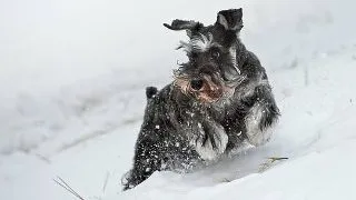 Cum ingrijesti pielea animalului de companie pe timp de iarna