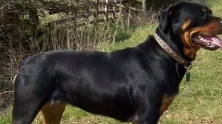Este Rottweilerul un  caine bun pentru familia ta?