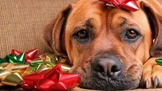 Protejeaza-ti animalul de stresul de sarbatori