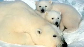 Descoperire: Canibalismul, prezent printre ursii polari