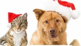 Animalul de companie in noul an: 7 hotarari pentru 2012