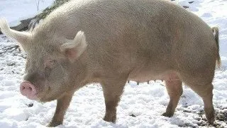 Vier Pfoten: "Asomarea este obligatorie la sacrificarea animalelor"