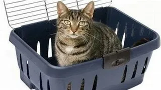 In vizita la medic: cum asiguri confortul animalului de companie