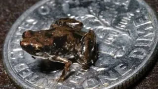 Cel mai mic animal vertebrat din lume, descoperit in Papua Noua Guinee