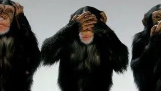 Top 5 cele mai inteligente animale din lume
