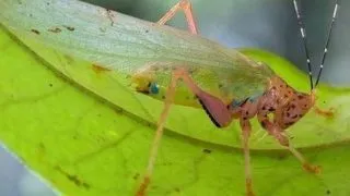 O expeditie in Surinam a dezvaluit 46 de specii noi de animale