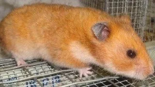 Probleme comportamentale la un hamster auriu