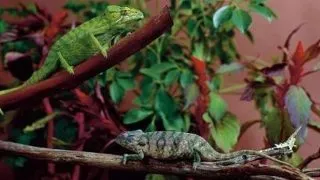 Probleme de sanatate la cameleon: diagnostic si prevenire
