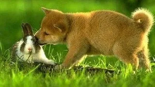 Cum se intelege un iepure cu alte animale de companie