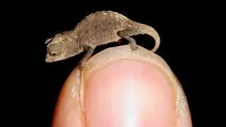 A fost descoperit cel mai mic cameleon din lume