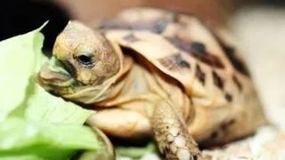 Broasca testoasa ruseasca: hrana si reguli de alimentatie