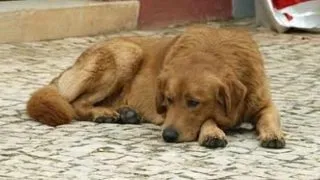 Vier Pfoten a demarat campania de sterilizare a cainilor comunitari din sectorul 6