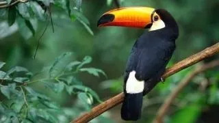 Pasarea tucan, animal de companie