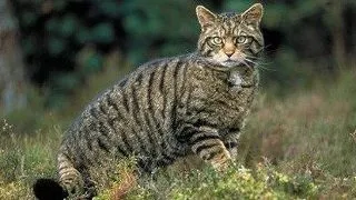 De ce sa nu adopti animale salbatice