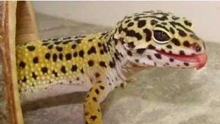 Amenajarea acvariului pentru o soparla Gecko leopard