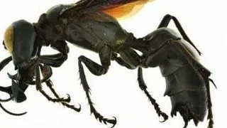 Viespe-gigant, descoperita in Indonezia